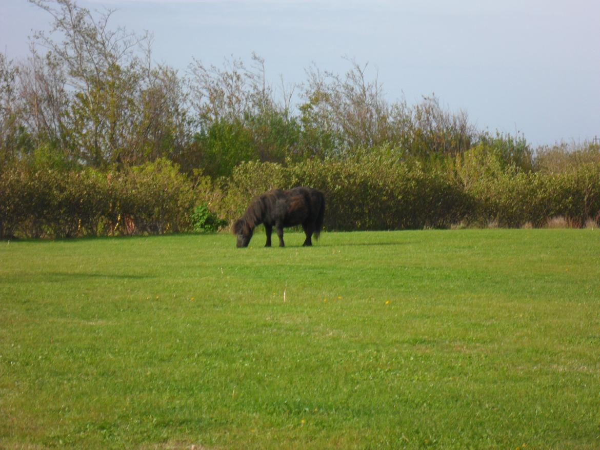 Miniature Stella billede 12