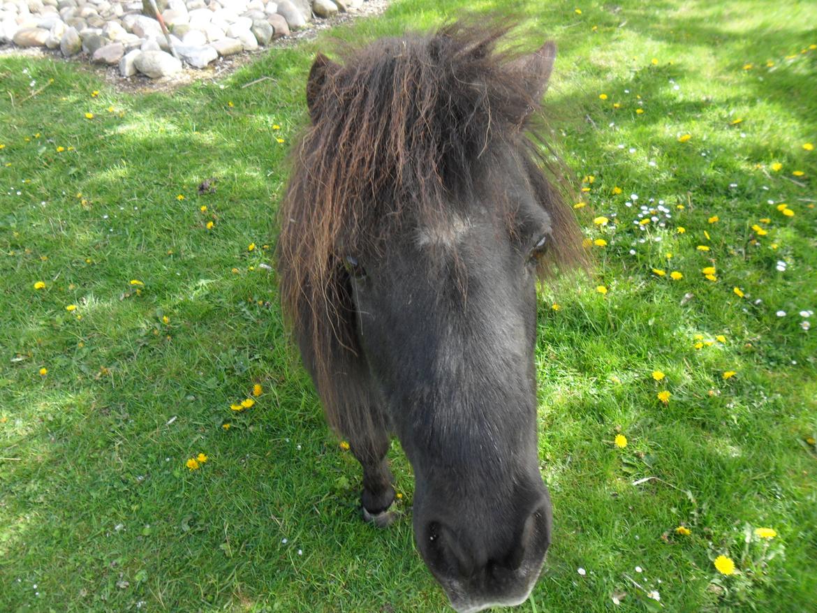 Miniature Stella billede 1