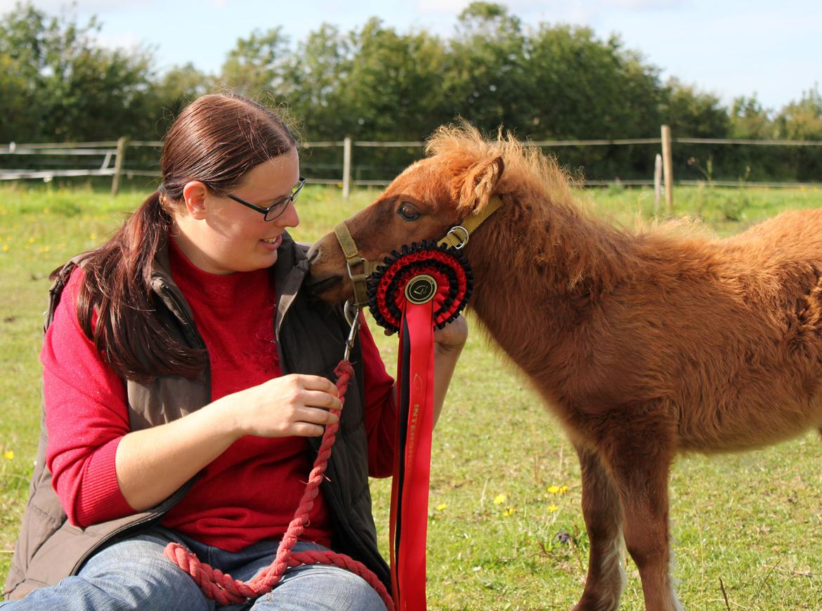 Anden særlig race Cera *Dele-Pony* (SOLGT) - Cera med sin roset fra ISH. Rosetten er dobbelt så stor som hende :D billede 5