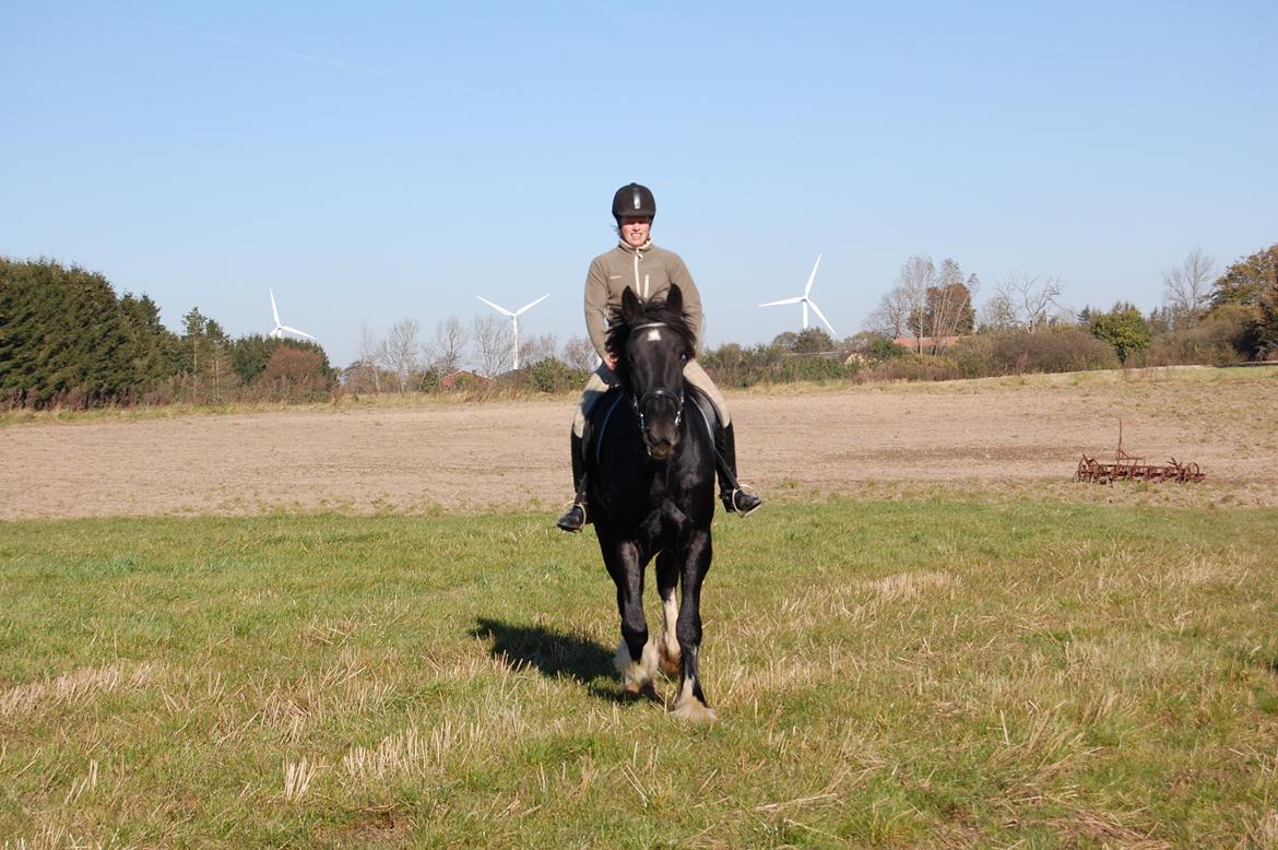 Shire Gzim billede 1