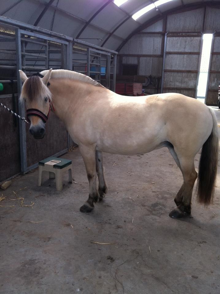 Fjordhest Sille'piien :D <33 solgt  billede 15