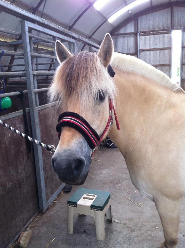 Fjordhest Sille'piien :D <33 solgt  billede 16