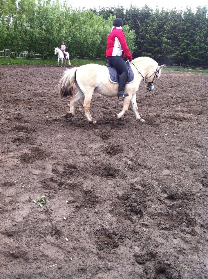 Fjordhest Sille'piien :D <33 solgt  billede 17