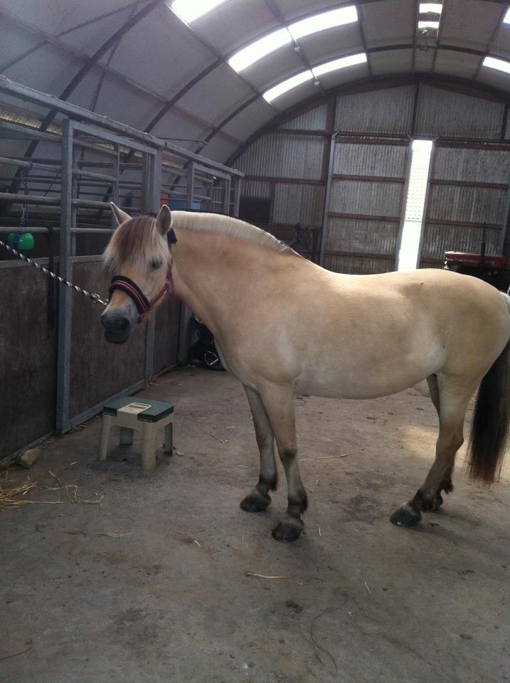 Fjordhest Sille'piien :D <33 solgt  billede 18