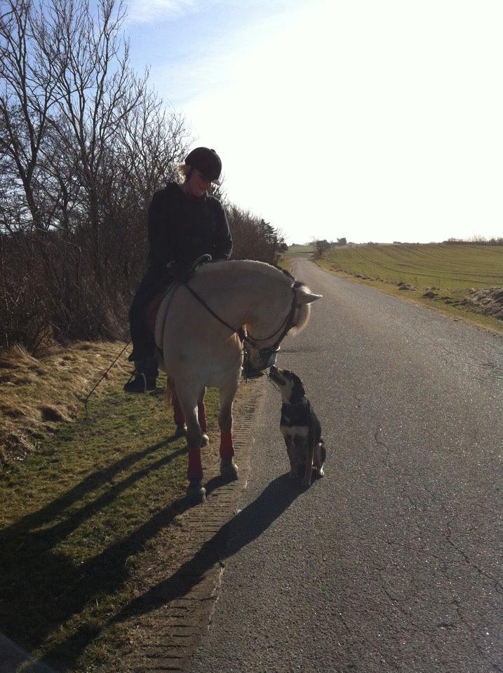 Fjordhest Sille'piien :D <33 solgt  billede 20