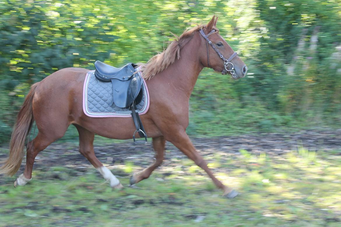 Anden særlig race Eligance billede 12