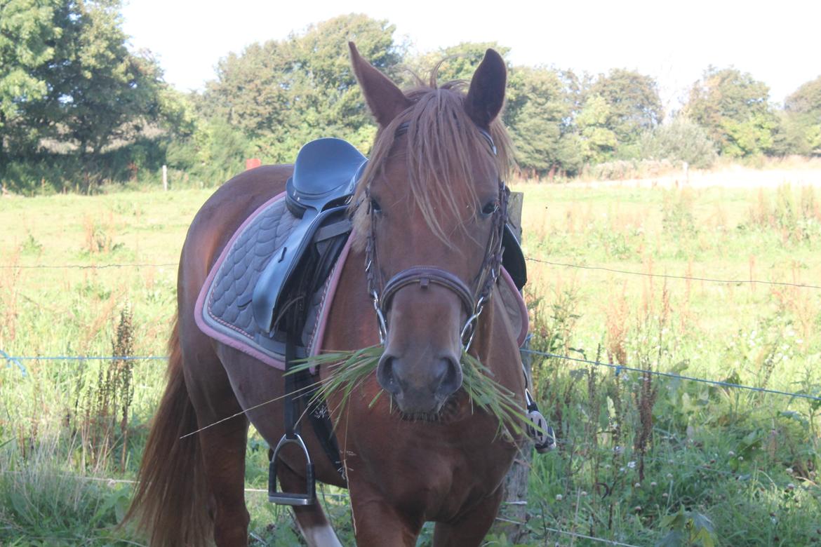 Anden særlig race Eligance billede 13