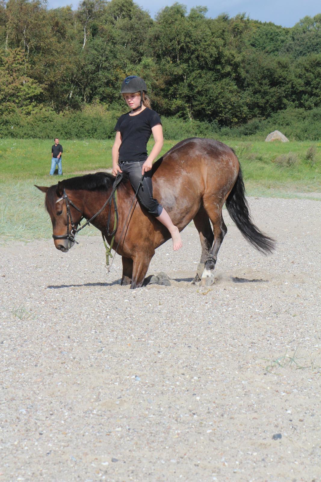 New Forest Montana af Højgaard(MONTY) billede 19