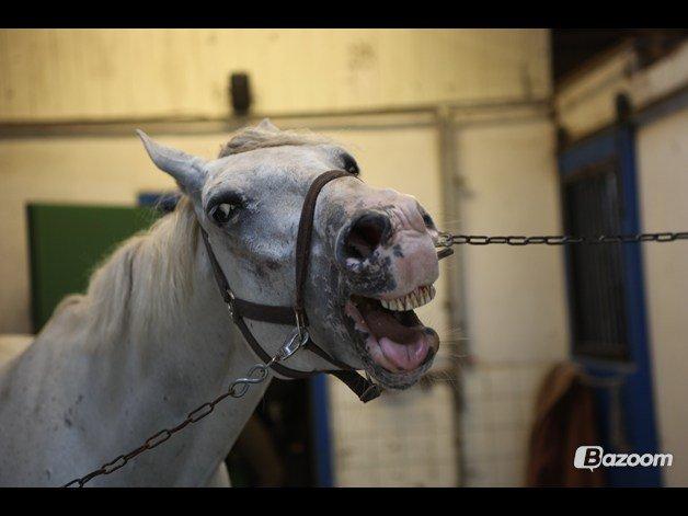 Appaloosa Flashy Littel Joe 'Har lånt' - De fleste smil er startet med et andet smil -  Ahaha, du er så sød! billede 20