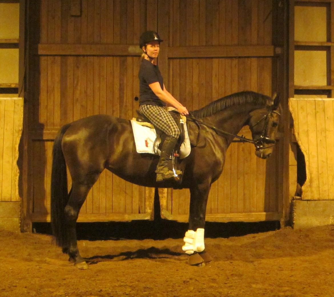 Dansk Varmblod Feodora Khan billede 11