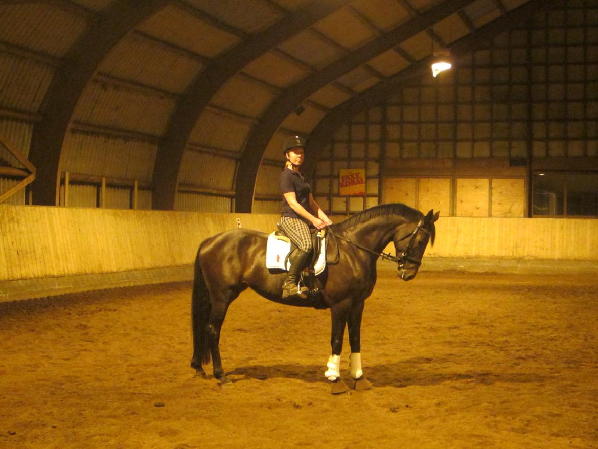 Dansk Varmblod Feodora Khan billede 12