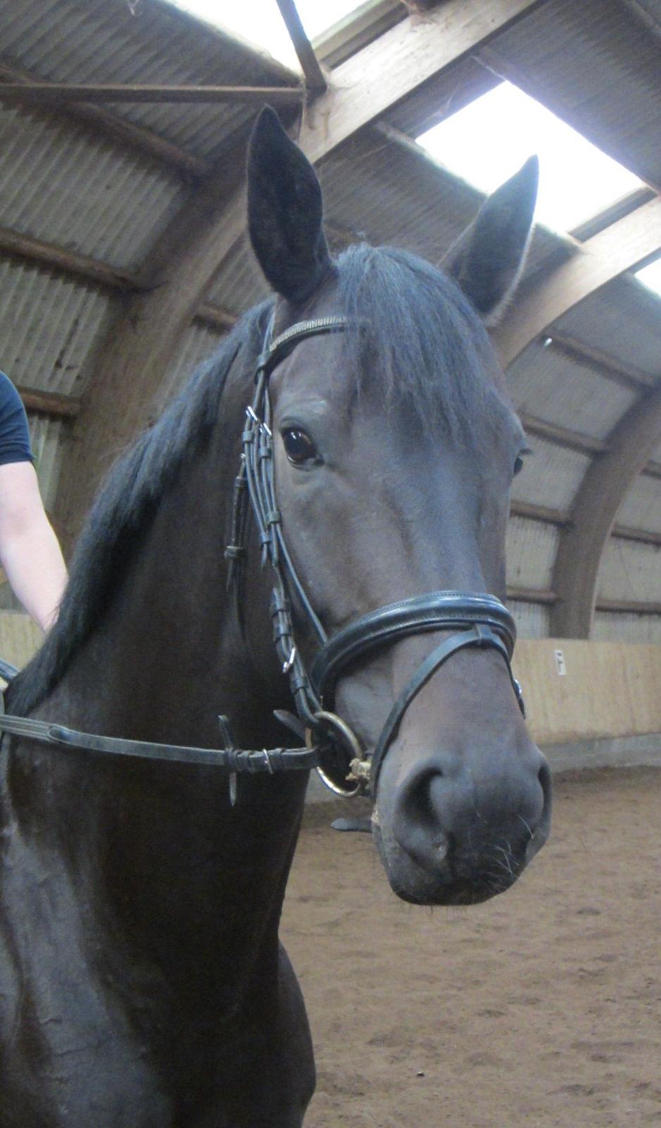 Dansk Varmblod Feodora Khan billede 13