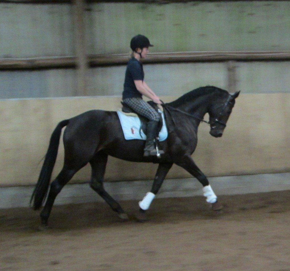 Dansk Varmblod Feodora Khan billede 15