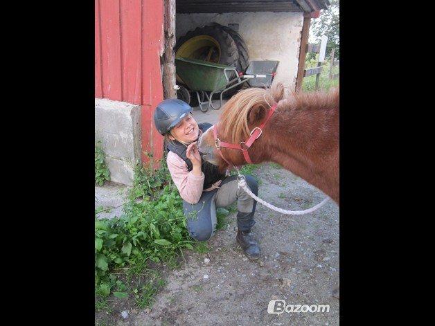 Shetlænder Odin - Love You♥ billede 1