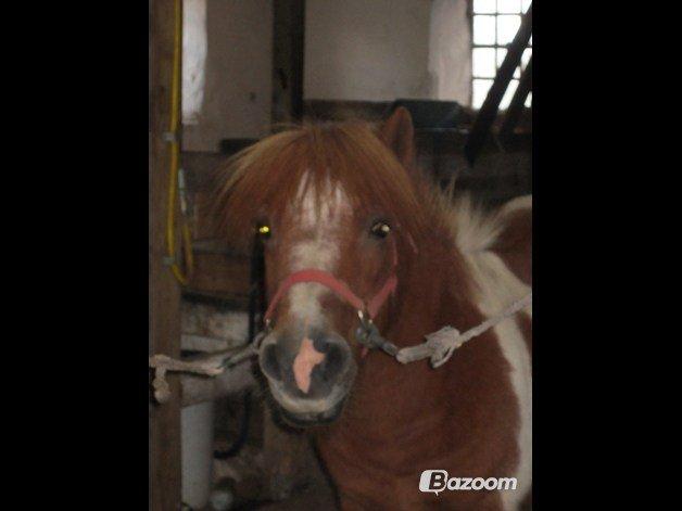 Shetlænder Odin - Hej monster hest :) billede 5