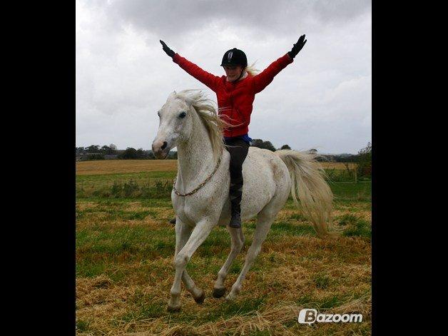 Shagya Araber (SH) Sv's O'balina Lightwood<3 - Første tur i cordeo! <3
Foto: Olivia billede 14