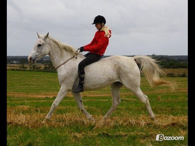 Shagya Araber (SH) Sv's O'balina Lightwood<3 - Første tur i cordeo <3
Foto: Olivia billede 4