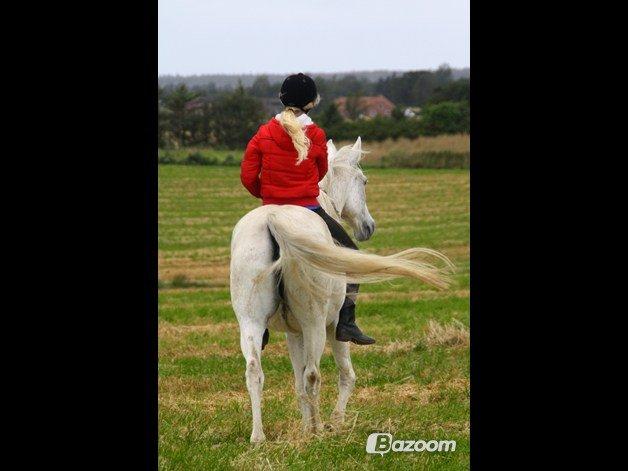 Shagya Araber (SH) Sv's O'balina Lightwood<3 - You're the only one i would travel to the worlds end with!<3
Foto: Olivia billede 17