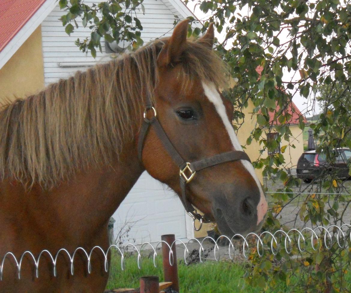 New Forest Flicka! <3 - Smukke pony<3 billede 3