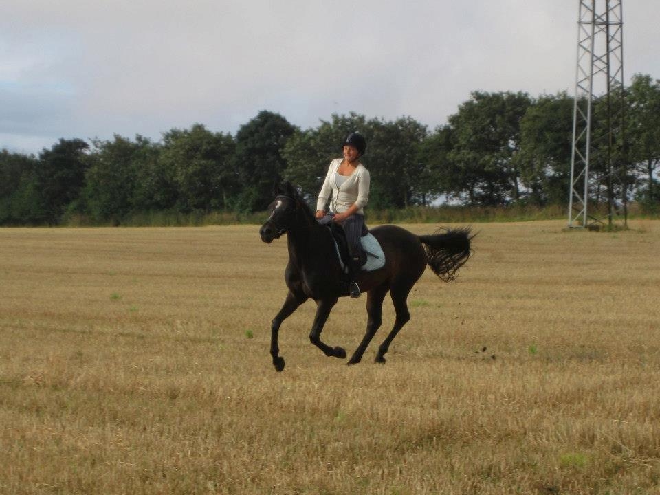 Arabisk fuldblod (OX) Fanzana (Iris) - Elsker og fræse på stubmarkerne :) billede 9