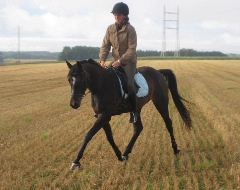 Arabisk fuldblod (OX) Fanzana (Iris) billede 10