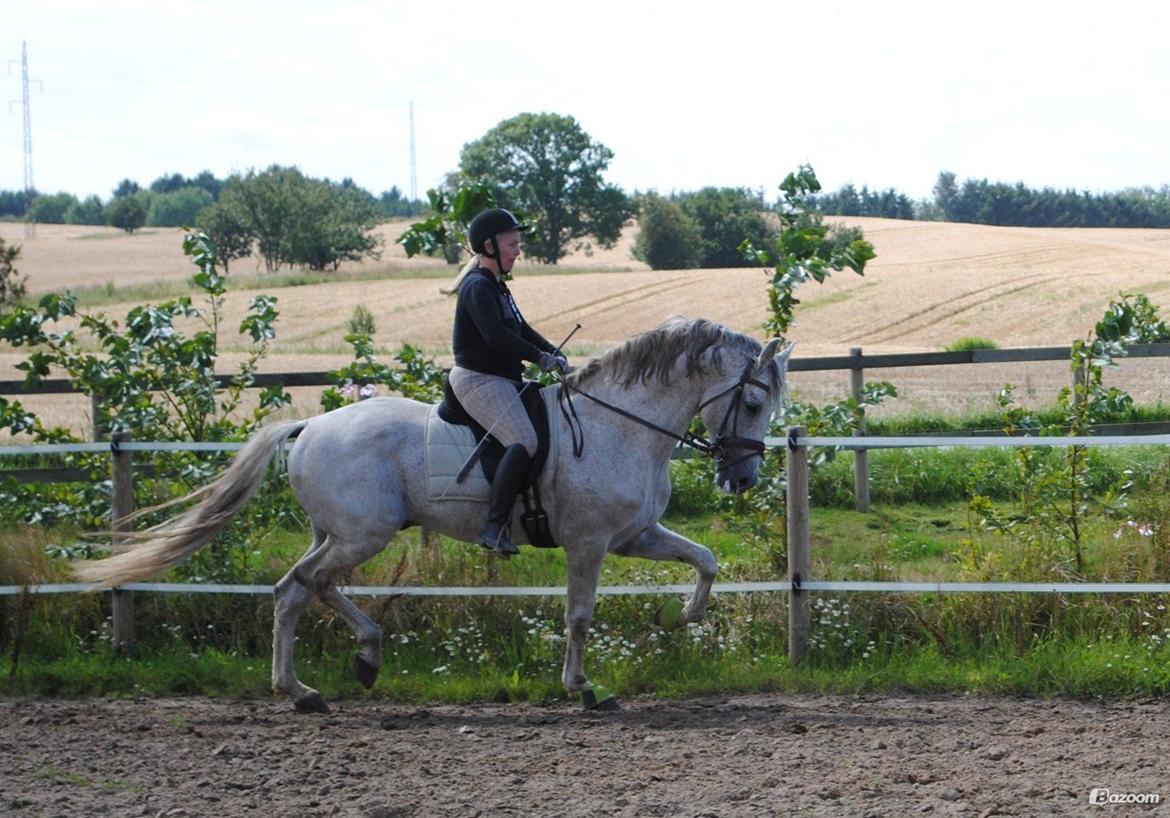 Pura Raza Española Guerrer billede 11