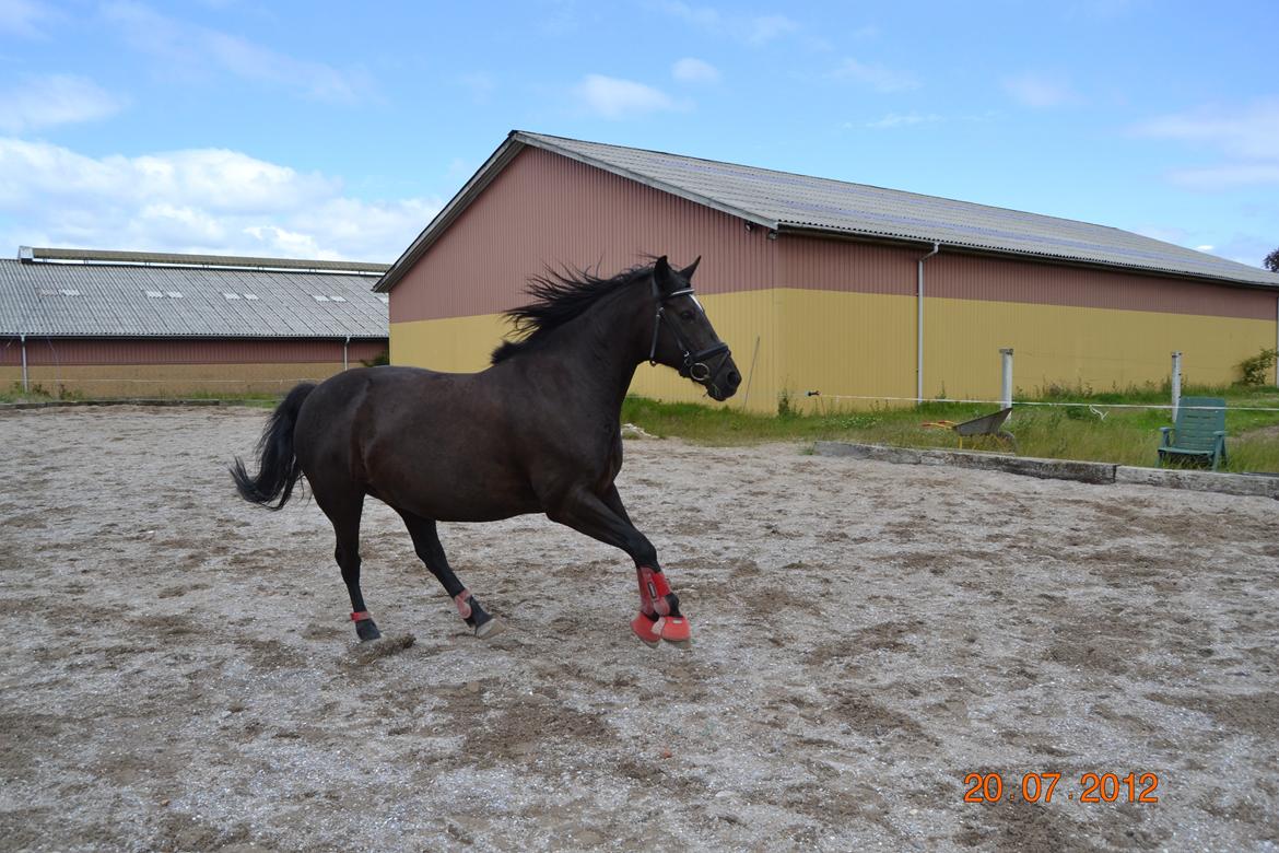 Oldenborg Gipsy billede 15