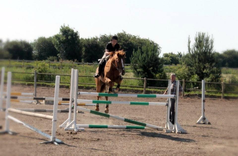 Dansk Varmblod Capri Tågerup - Capri og jeg over 120! billede 2