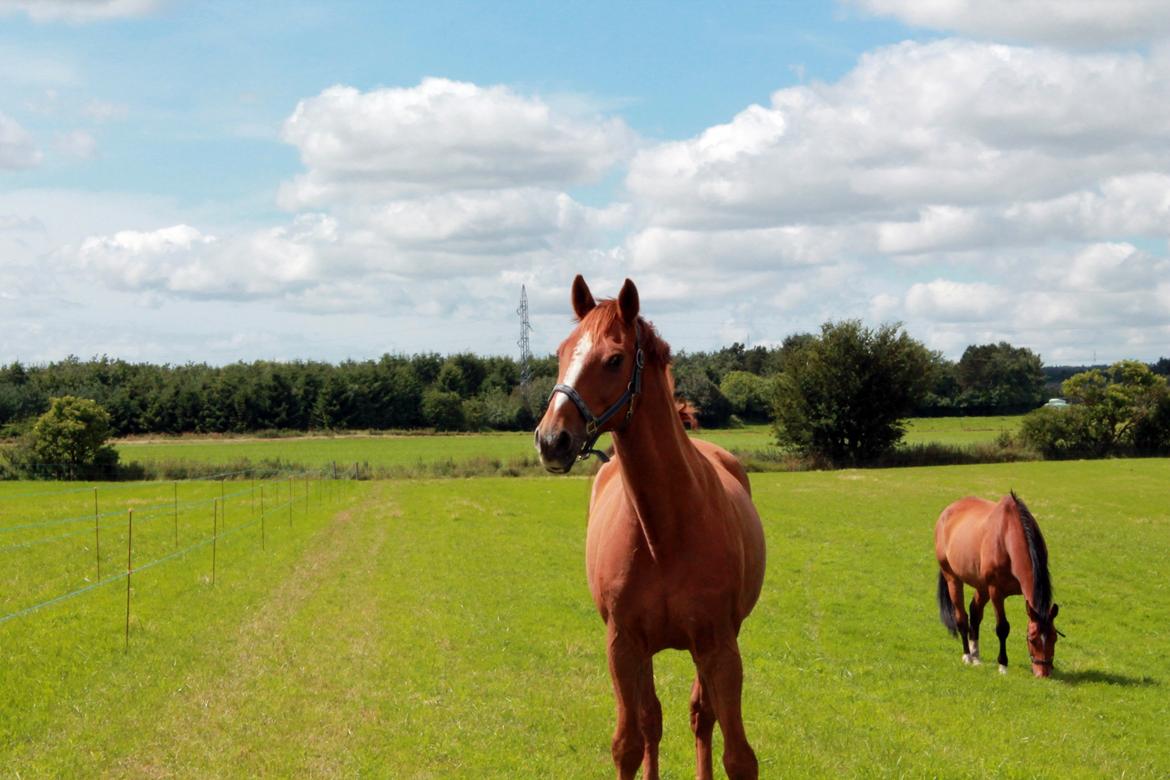 Dansk Varmblod Capri Tågerup - Smukke bassen <3 billede 3