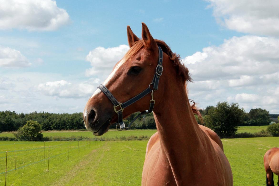 Dansk Varmblod Capri Tågerup billede 4