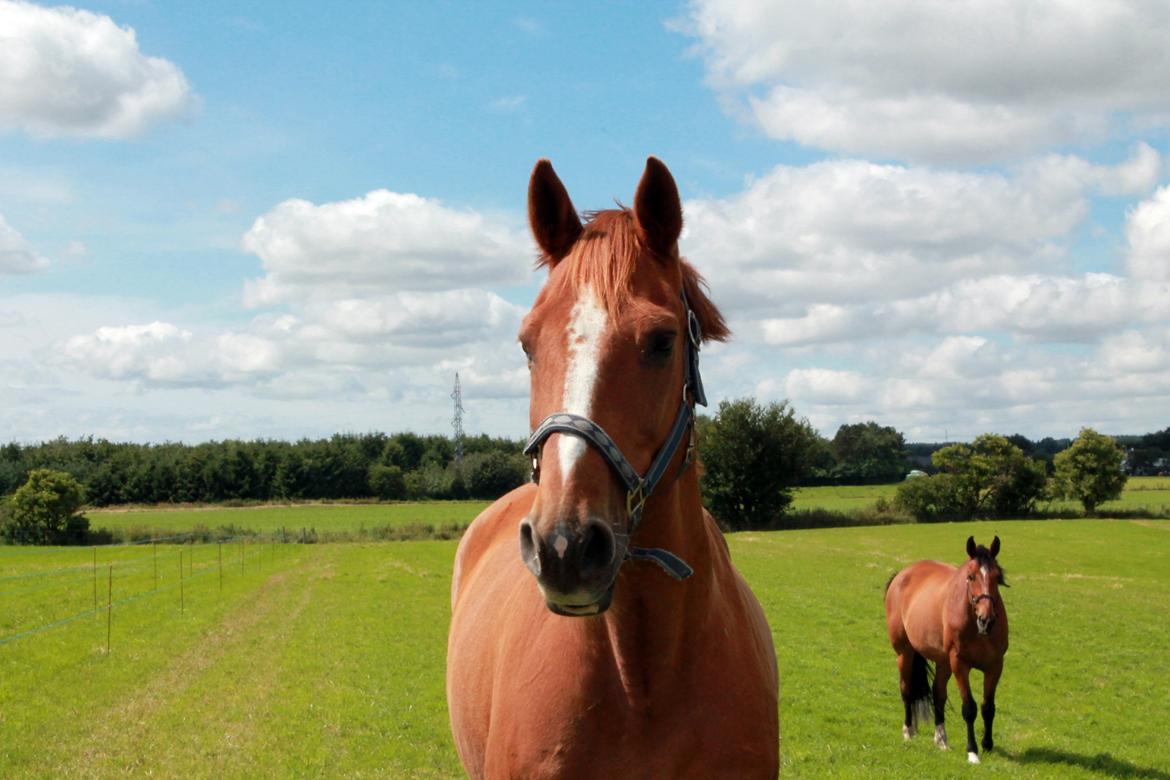 Dansk Varmblod Capri Tågerup billede 5