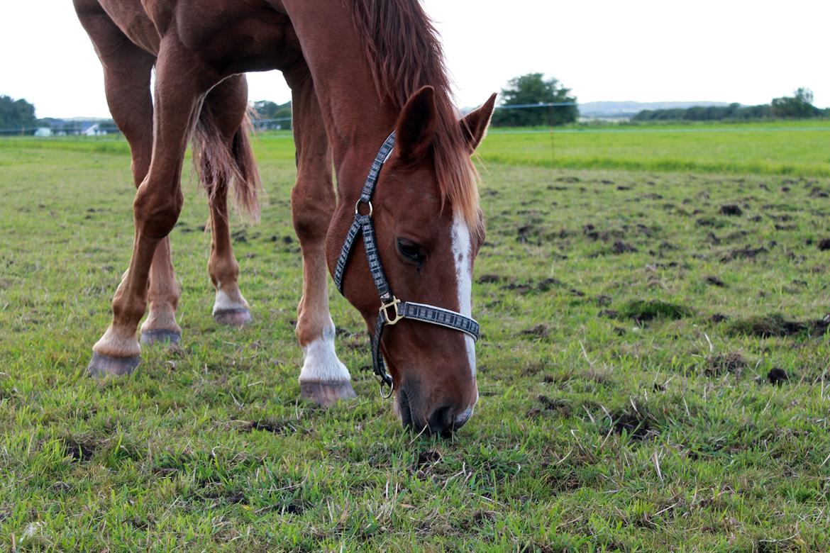 Dansk Varmblod Capri Tågerup billede 6