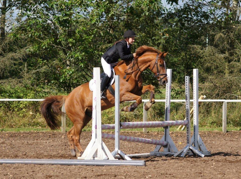 Dansk Varmblod Capri Tågerup - Bassen og jeg til stævne i Skæve :-) billede 7