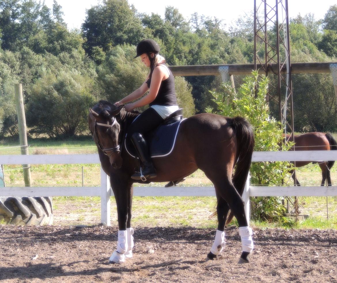 Sportsaraber (A) Twilight Takhises billede 11