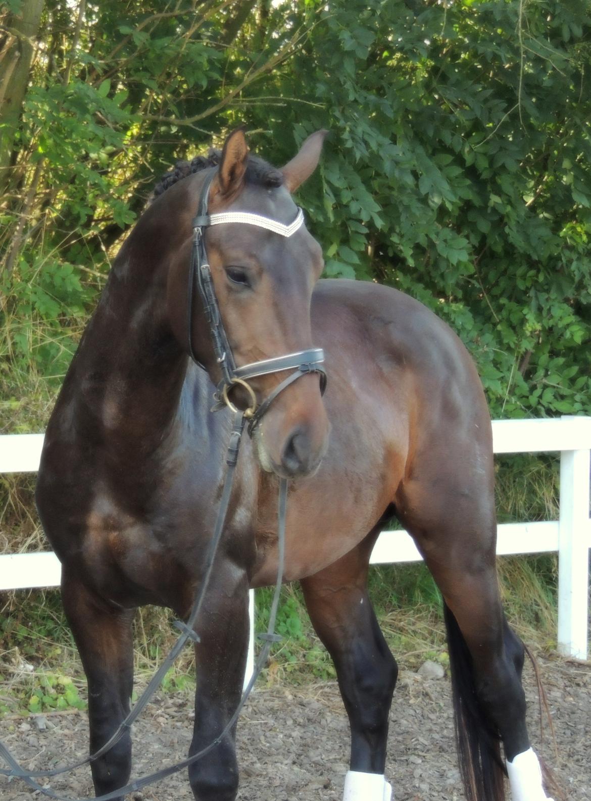 Sportsaraber (A) Twilight Takhises billede 15