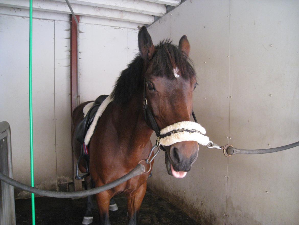 Connemara Ballycullen Lass (Bally) billede 5