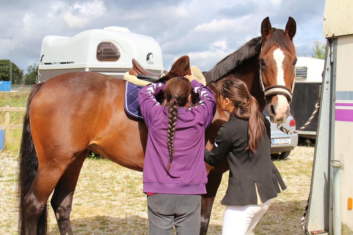 Holstener Camilla (Smilla) billede 17