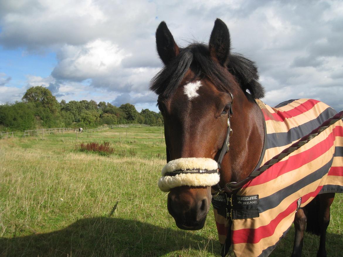 Connemara Ballycullen Lass (Bally) billede 7