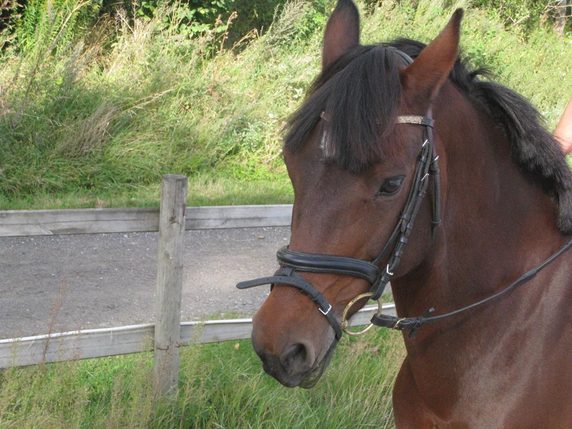 Connemara Ballycullen Lass (Bally) billede 11