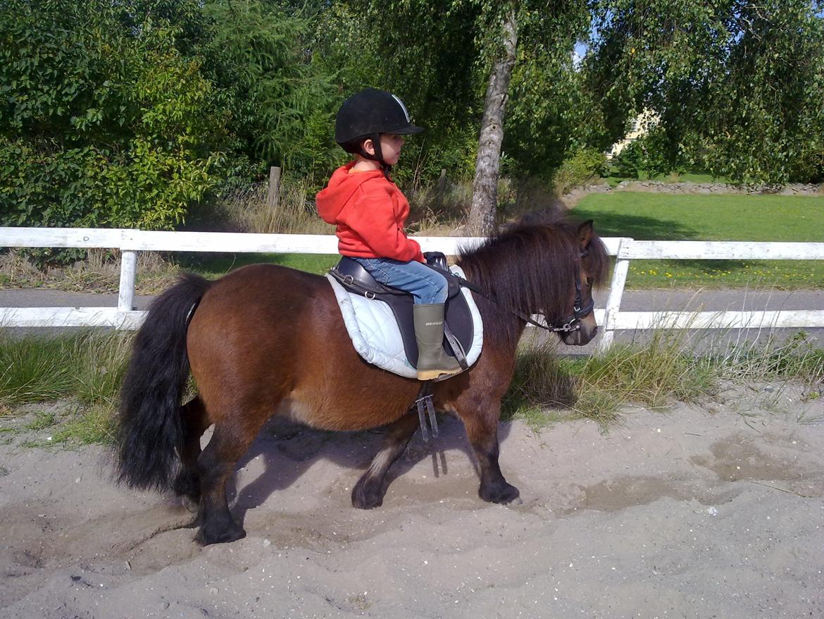 Shetlænder Lotus billede 1