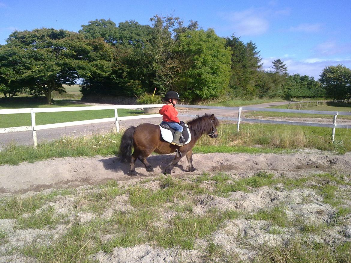 Shetlænder Lotus billede 18
