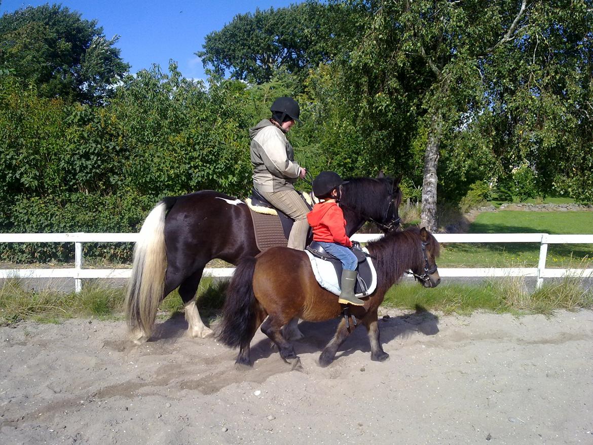 Shetlænder Lotus billede 19