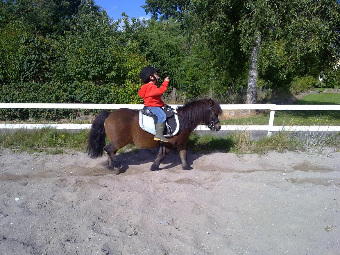 Shetlænder Lotus billede 20