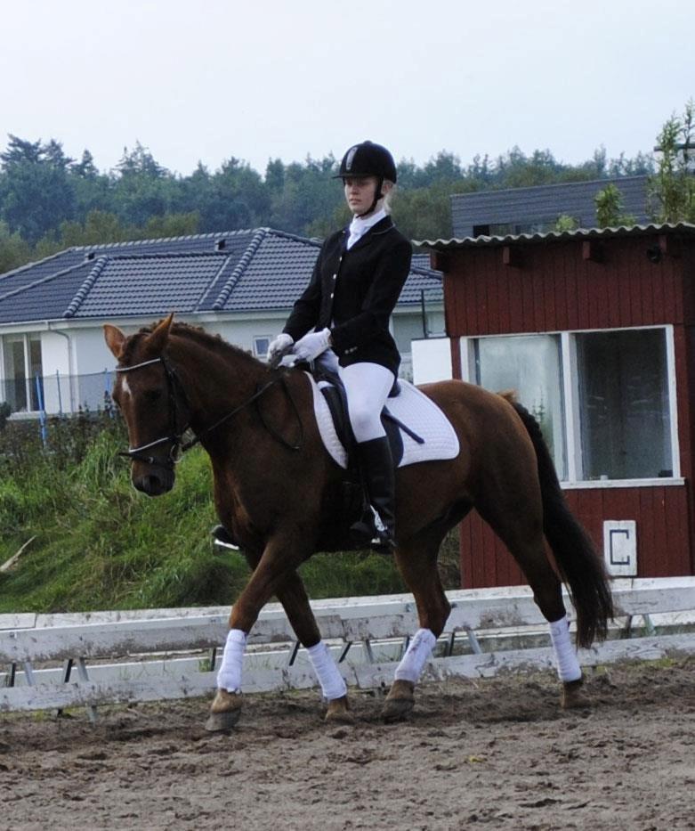 Anden særlig race Grønvangs Quinzy [R.I.P] billede 20