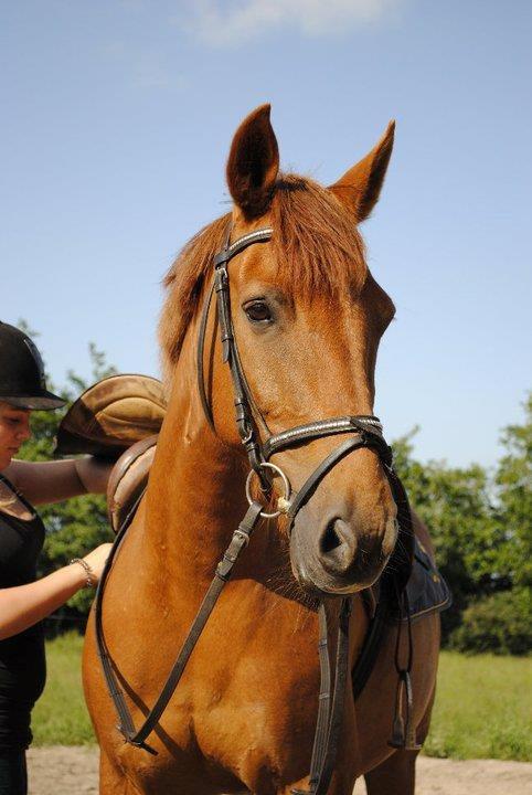 Anden særlig race Grønvangs Quinzy [R.I.P] billede 12