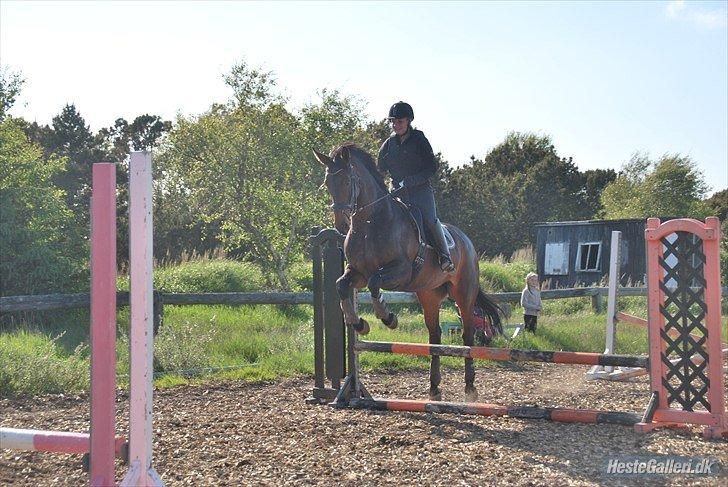 Dansk Varmblod Visa Bella billede 8