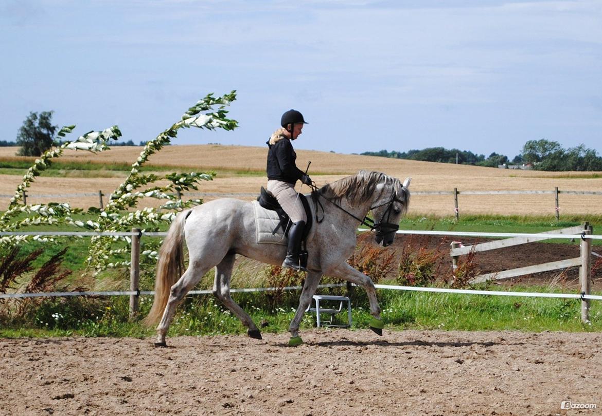 Pura Raza Española Guerrer billede 13