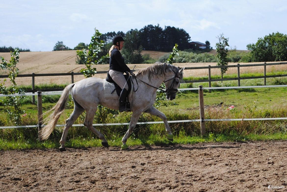 Pura Raza Española Guerrer billede 15