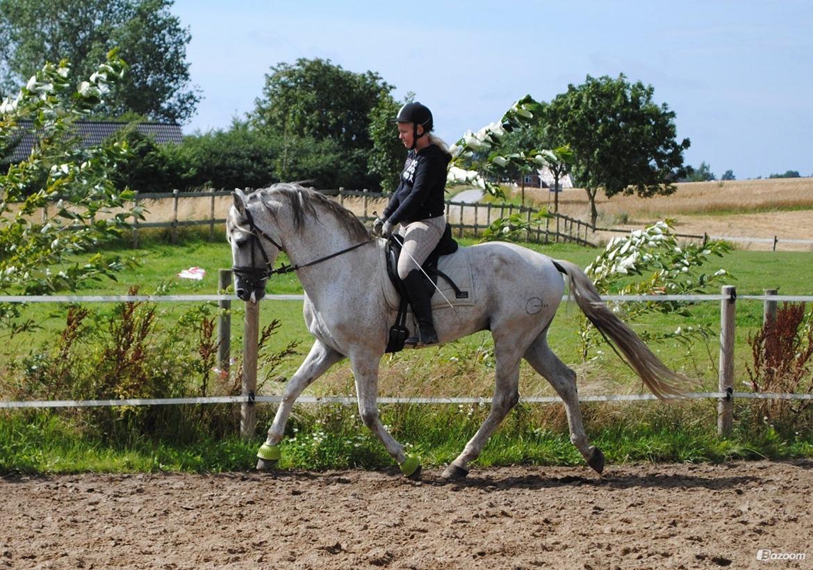 Pura Raza Española Guerrer billede 16