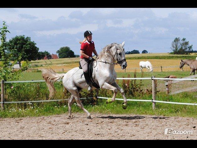 Pura Raza Española Guerrer billede 17